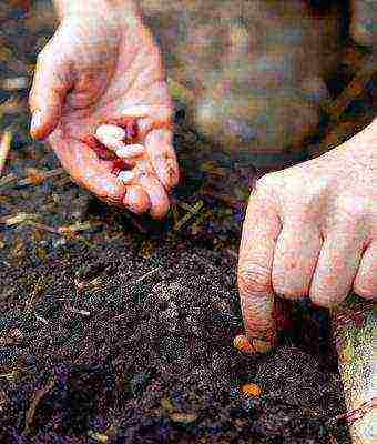 green beans planting and care in the open field