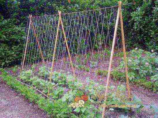 green beans planting and care in the open field