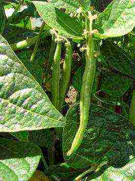 green beans planting and care in the open field