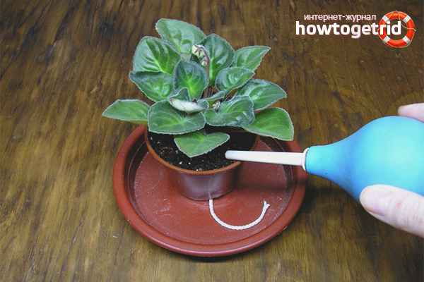 violet how to grow at home