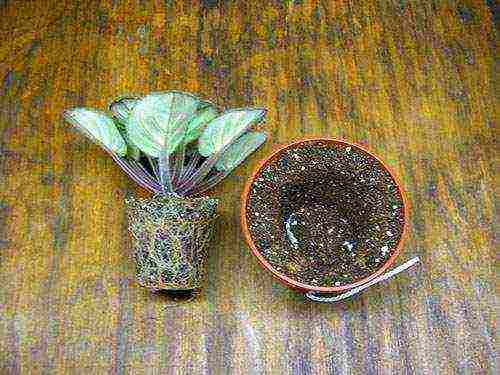 violet how to grow at home