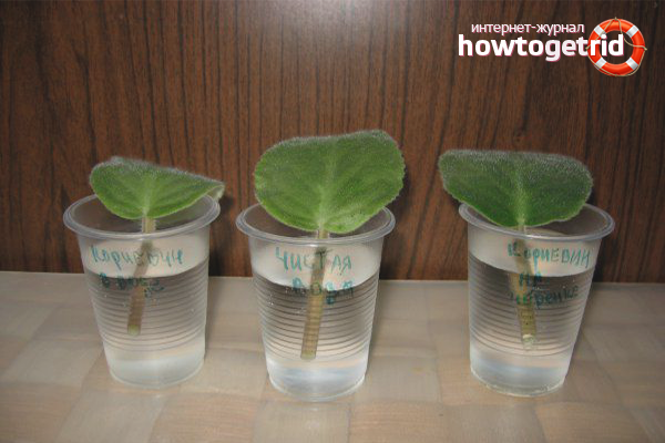 violet how to grow at home