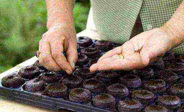 violet horned planting and care in the open field