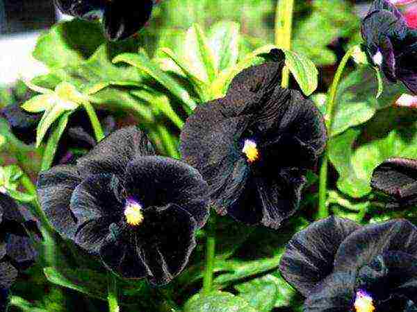 violet horned planting and care in the open field