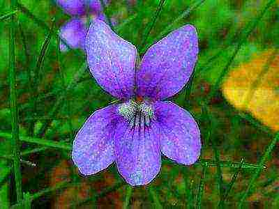 violet horned planting and care in the open field