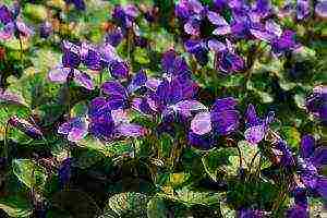 violet horned planting and care in the open field