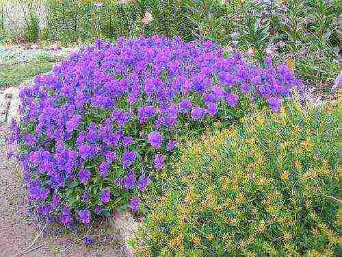 violet horned planting and care in the open field