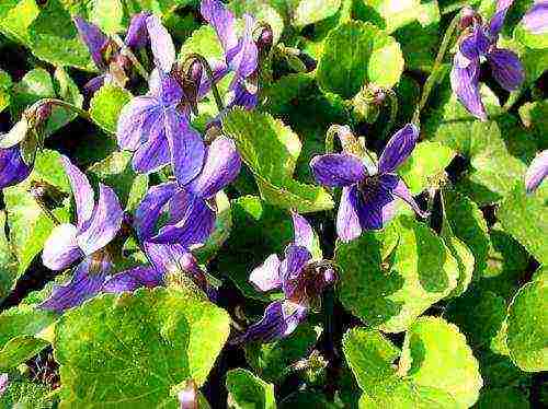 violet horned planting and care in the open field