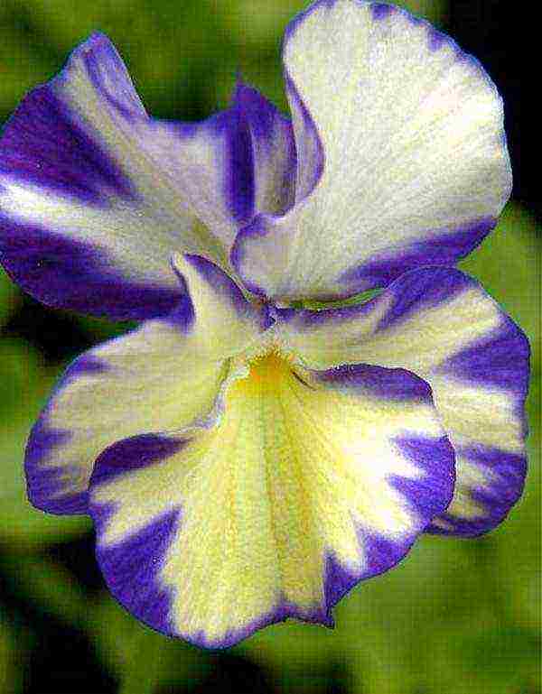 violet horned planting and care in the open field