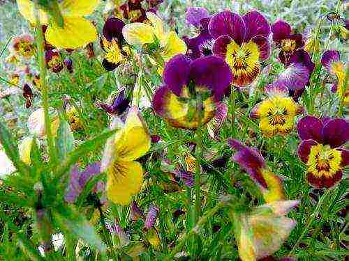 violet horned planting and care in the open field