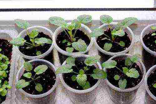 violet horned planting and care in the open field