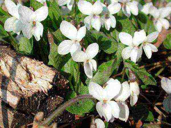 violet na may sungay na pagtatanim at pangangalaga sa bukas na bukid