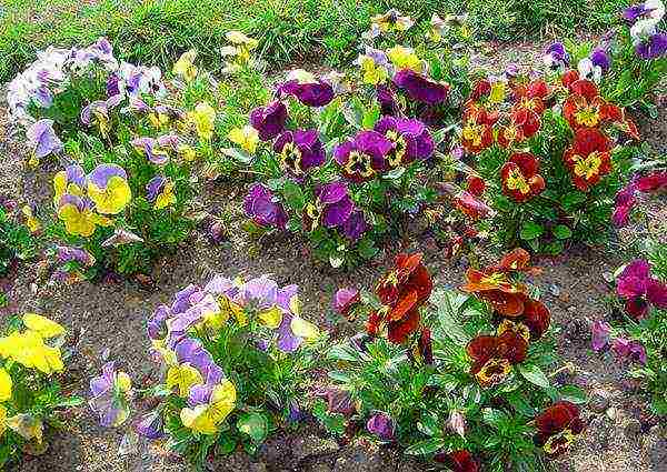 violet na may sungay na pagtatanim at pangangalaga sa bukas na bukid