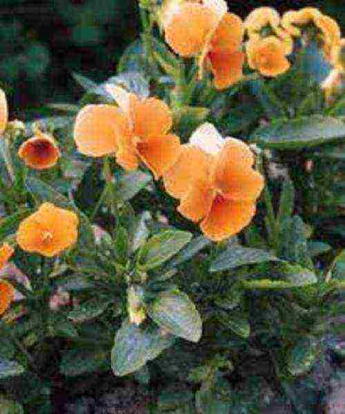 violet horned planting and care in the open field