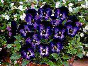 violet horned planting and care in the open field