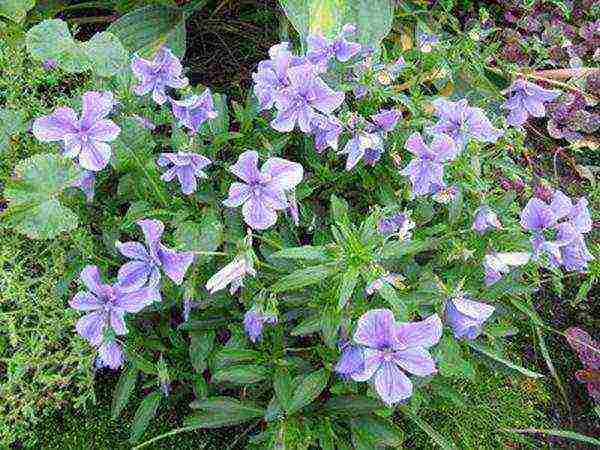 violet horned planting and care in the open field