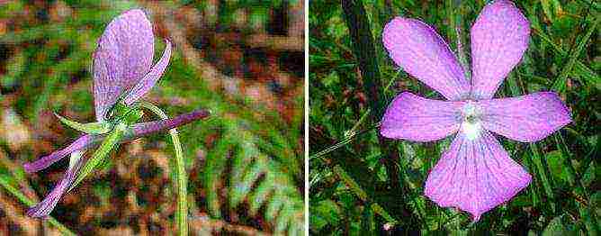 violet horned planting and care in the open field