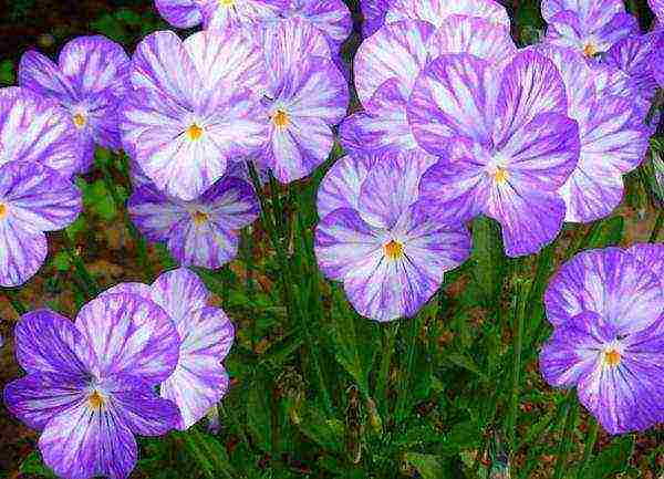 violet horned planting and care in the open field