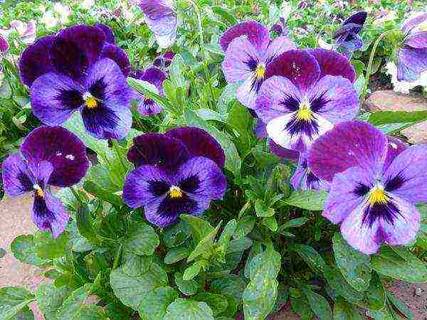 violet horned planting and care in the open field