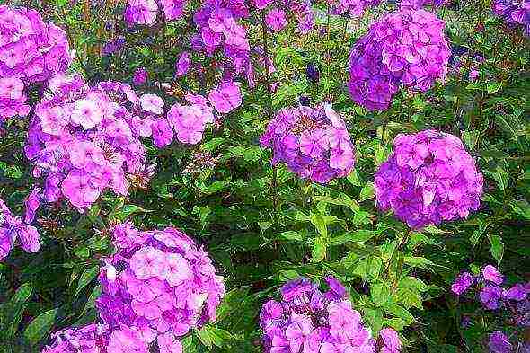 phlox planting and care in the open field in the suburbs