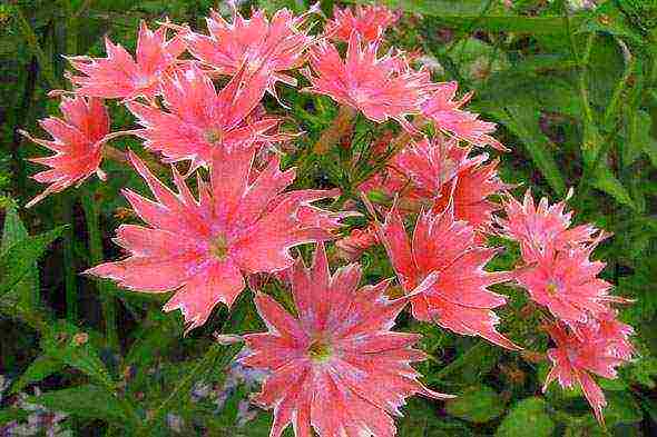 phlox planting and care in the open field in the suburbs