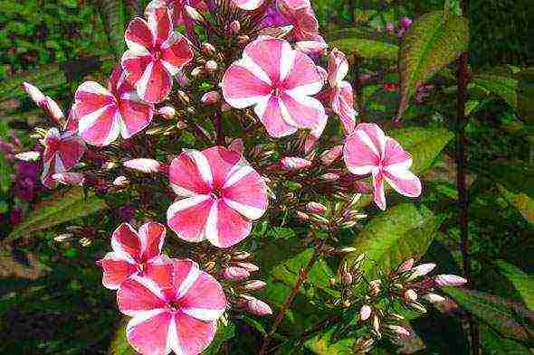 phlox planting and care in the open field in the suburbs