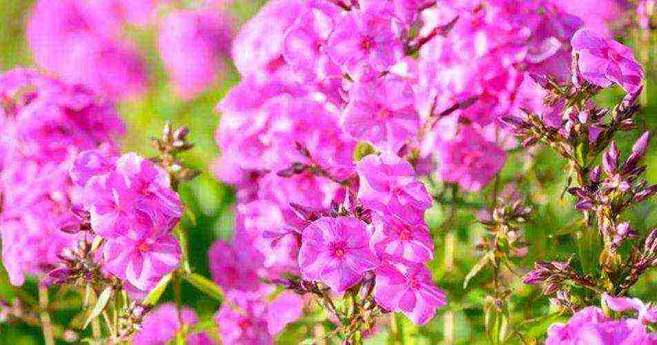 phlox planting and care in the open field in the suburbs