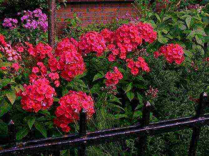 phlox planting and care in the open field in the suburbs