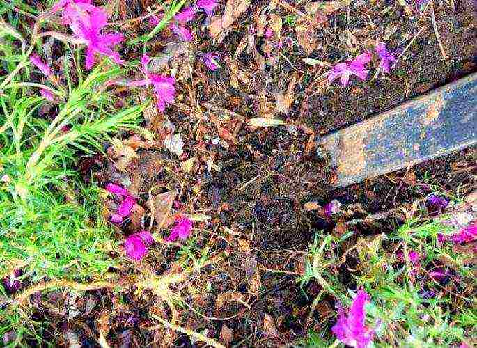 phlox planting and care in the open field in the suburbs