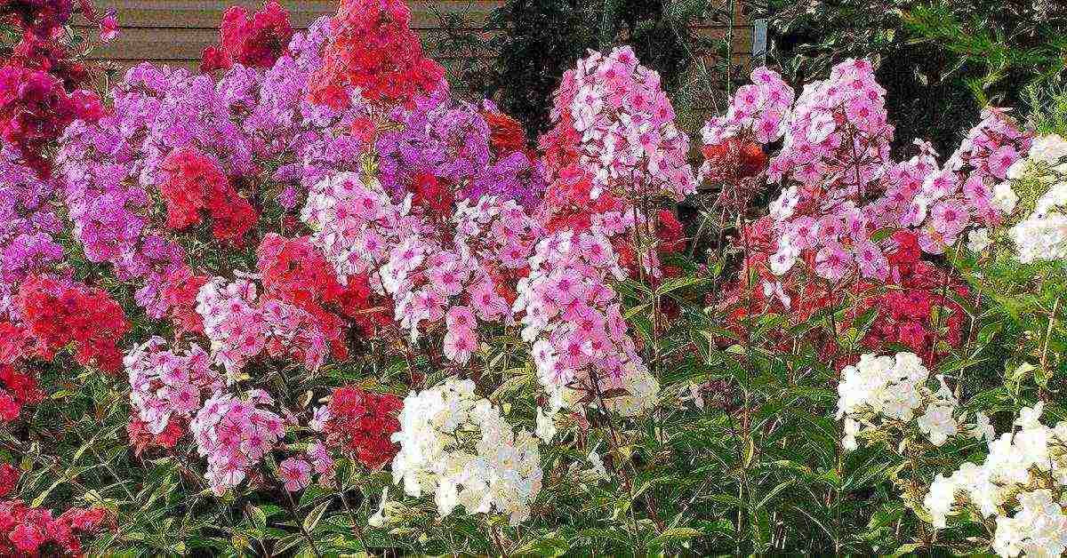 phlox planting and care in the open field in the suburbs