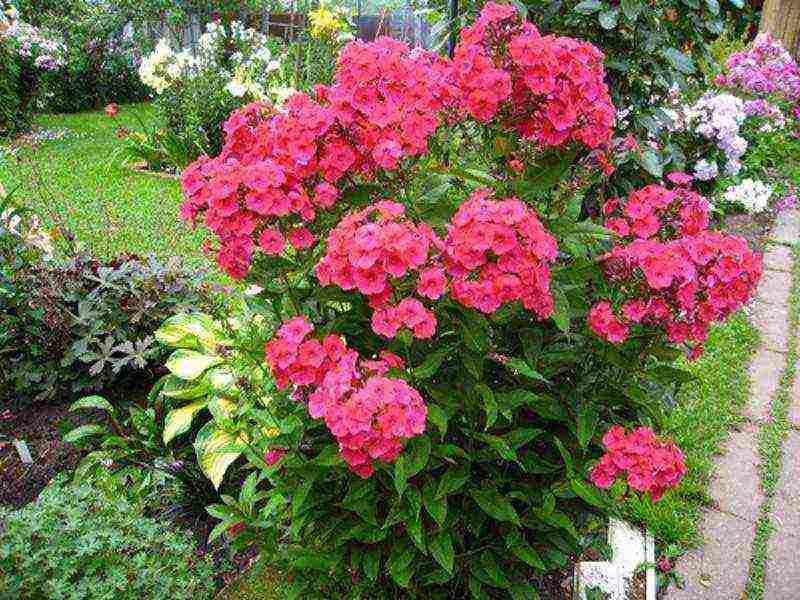 phlox planting and care in the open field in the suburbs