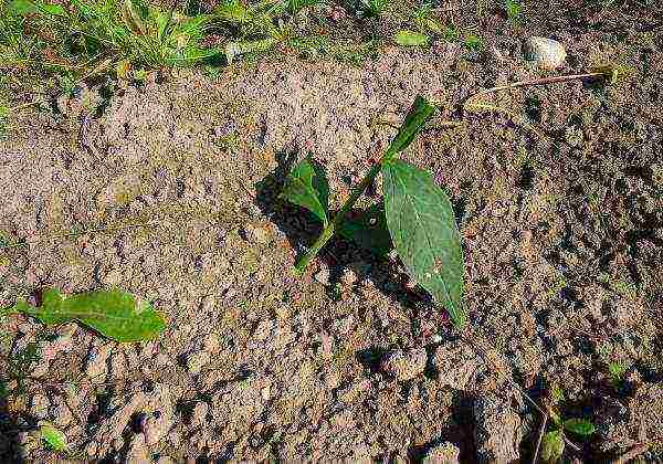 phlox planting and care in the open field in the suburbs