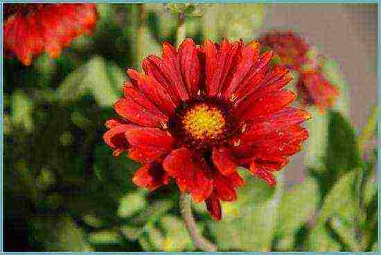 Gaillardia best grades