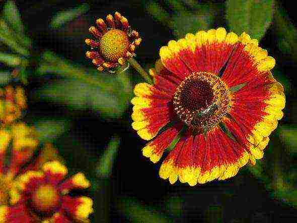 Gaillardia best grades