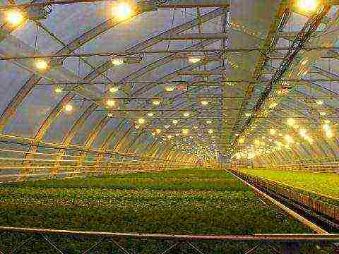 where, when and how are seedlings grown for spring greenhouses