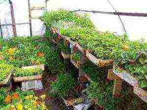 where, when and how are seedlings grown for spring greenhouses