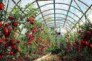 where tomatoes are grown on an industrial scale in russia