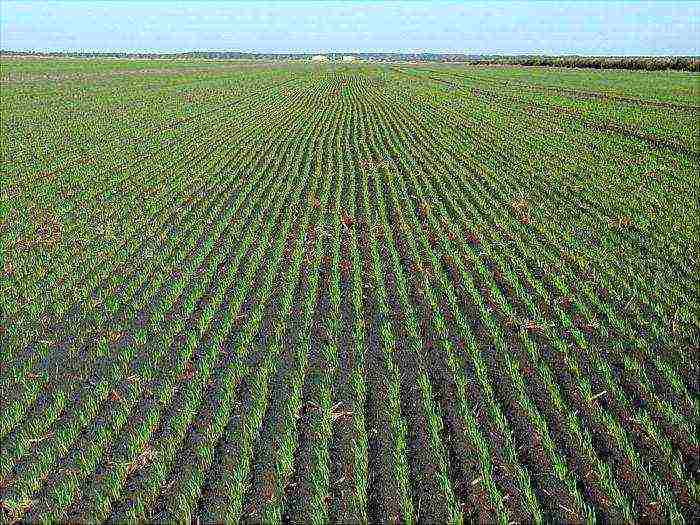 where grain crops are grown in the Krasnodar Territory