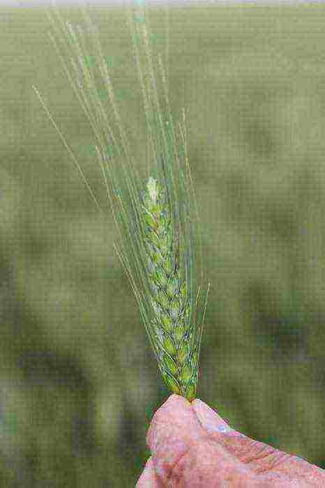 where grain crops are grown in the Krasnodar Territory