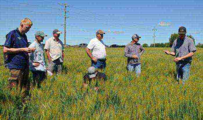 where grain crops are grown in the Krasnodar Territory