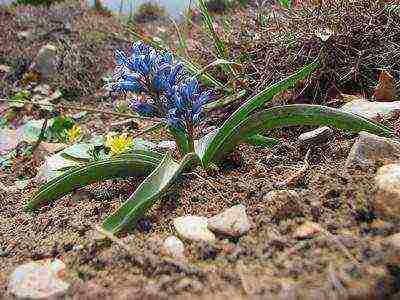 hyacinths ang pinakamahusay na mga pagkakaiba-iba