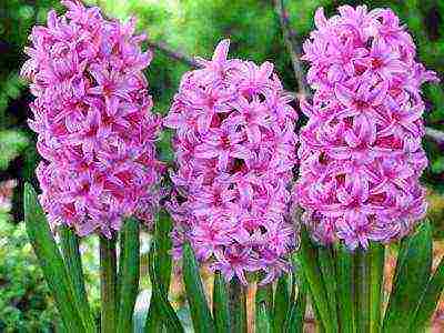 hyacinths the best varieties