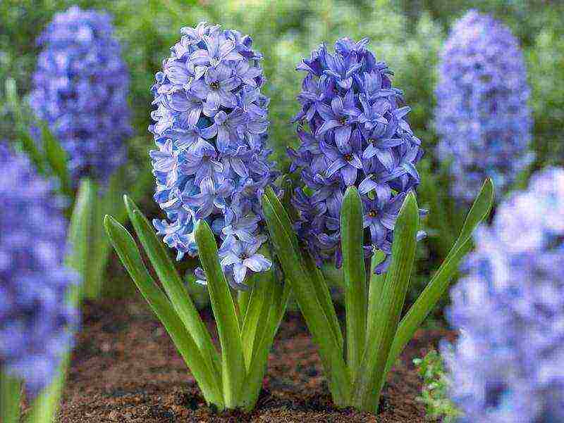 hyacinths ang pinakamahusay na mga pagkakaiba-iba