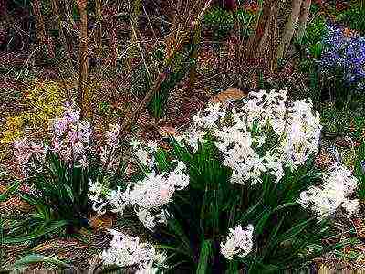 hyacinths ang pinakamahusay na mga pagkakaiba-iba