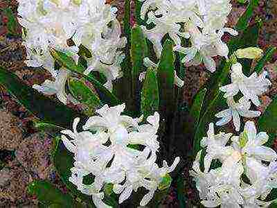 hyacinths the best varieties