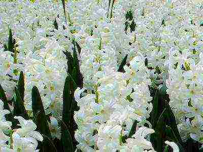 hyacinths the best varieties