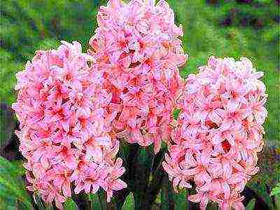 hyacinths the best varieties