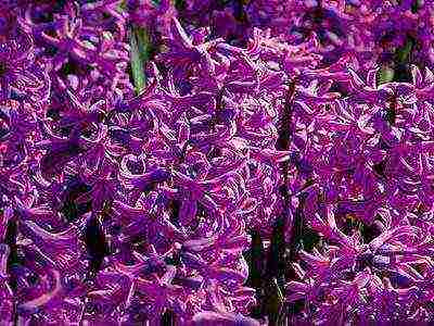 hyacinths the best varieties