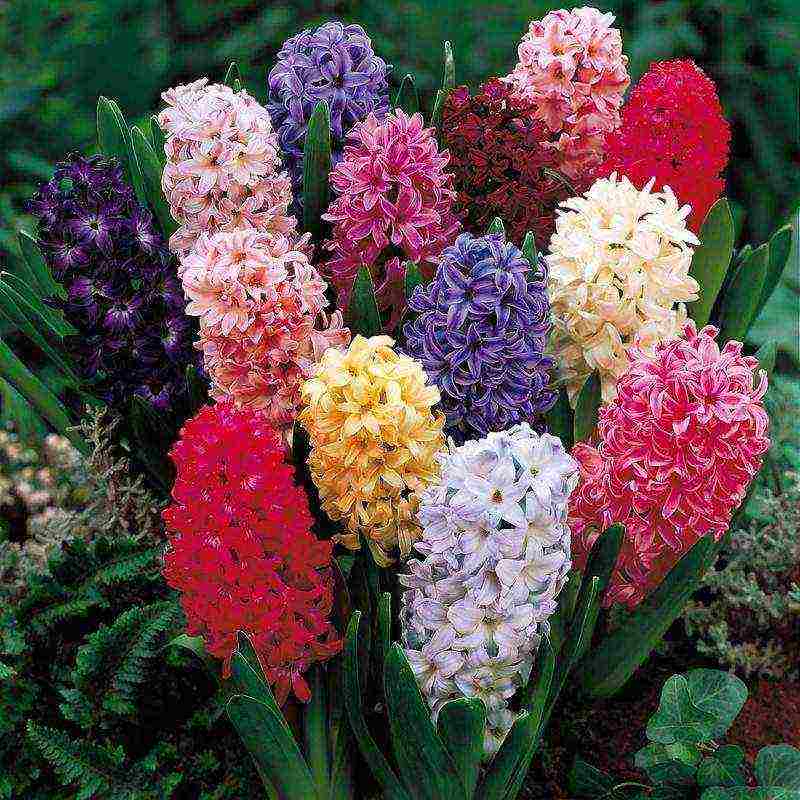 hyacinths the best varieties