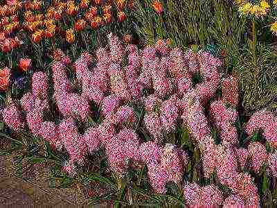 hyacinths ang pinakamahusay na mga pagkakaiba-iba